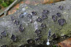 Attēlu rezultāti vaicājumam “Biscogniauxia marginata”