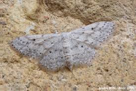 Attēlu rezultāti vaicājumam “Idaea seriata”