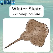 Image result for Leucoraja ocellata