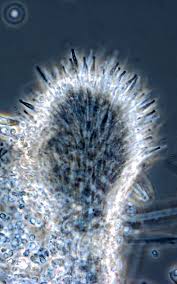 Attēlu rezultāti vaicājumam “Trichia scabra sessile”