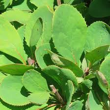 Attēlu rezultāti vaicājumam “Berberis vulgaris”