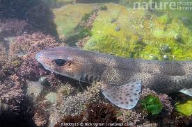 Image result for Scyliorhinus canicula