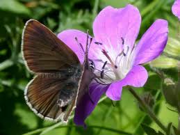 Attēlu rezultāti vaicājumam “Eumedonia eumedon underside”