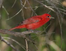 Image result for Piranga rubra