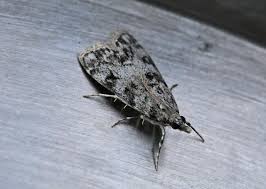 Attēlu rezultāti vaicājumam “Eudonia lacustrata”