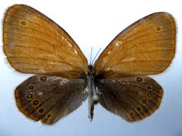 Attēlu rezultāti vaicājumam “Coenonympha glycerion”