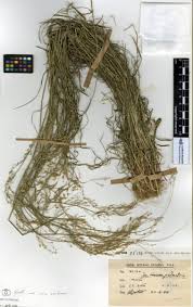 Attēlu rezultāti vaicājumam “Poa palustris leaf”