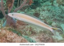 Image result for Malacanthus plumieri