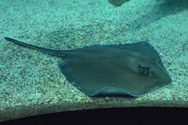 Image result for Hypanus americanus