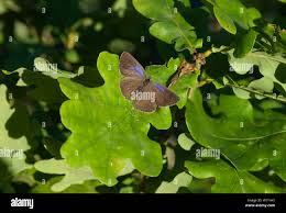 Attēlu rezultāti vaicājumam “Favonius quercus”