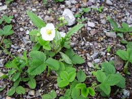 Attēlu rezultāti vaicājumam “Fragaria viridis”