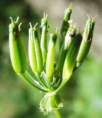 Attēlu rezultāti vaicājumam “Anthriscus”