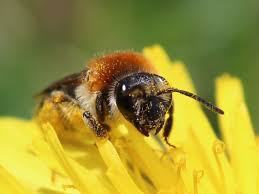 Attēlu rezultāti vaicājumam “Andrena haemorrhoa female”