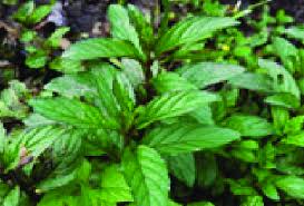 Image result for Menta x piperita
