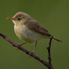 Image result for Hippolais polyglotta