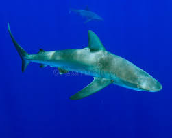 Image result for Carcharhinus galapagensis