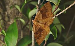 Attēlu rezultāti vaicājumam “Plagodis pulveraria”