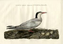 Attēlu rezultāti vaicājumam “Sterna hirundo”