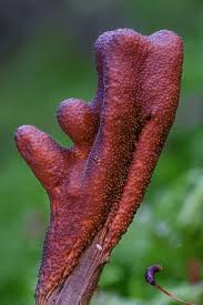 Attēlu rezultāti vaicājumam “Cordyceps ophioglossoides”