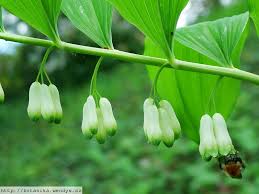 Attēlu rezultāti vaicājumam “Polygonatum multiflorum  fruit”