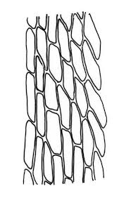 Attēlu rezultāti vaicājumam “Bryum pseudotriquetrum”