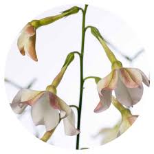 Image result for Nicotiana x sanderae `Perfume`F1