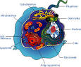 Eukaryotic Cells