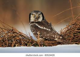 Image result for Surnia ulula