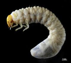 Attēlu rezultāti vaicājumam “Raphidia larva”