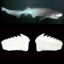 Image result for Hexanchus griseus