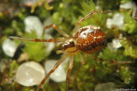 Attēlu rezultāti vaicājumam “Phylloneta sp.”