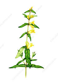 Attēlu rezultāti vaicājumam “Melampyrum pratense leaf”
