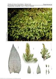 Attēlu rezultāti vaicājumam “Taxiphyllum wissgrillii”