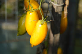 Afbeeldingsresultaat voor banana legs tomato