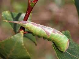 Attēlu rezultāti vaicājumam “Furcula bifida”
