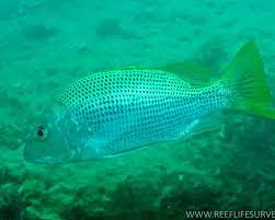 Image result for Lutjanus cyanopterus