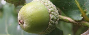 Attēlu rezultāti vaicājumam “Quercus robur fruit”