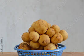 Image result for Lansongammon