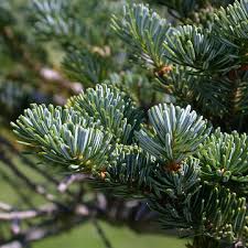 Attēlu rezultāti vaicājumam “Abies balsamea”