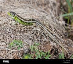 Attēlu rezultāti vaicājumam “Lacerta agilis male”