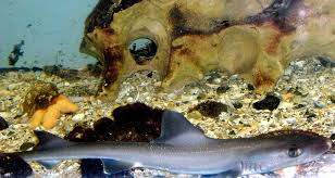 Image result for Mustelus canis