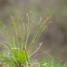 Attēlu rezultāti vaicājumam “Carex digitata”