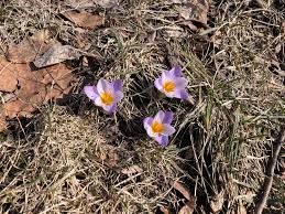 Attēlu rezultāti vaicājumam “Crocus tommasinianus flower”