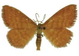 Attēlu rezultāti vaicājumam “Idaea serpentata”