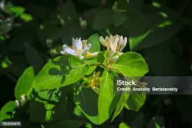 Attēlu rezultāti vaicājumam “Frangula alnus flower”