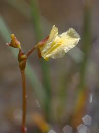 Attēlu rezultāti vaicājumam “Utricularia minor bud”
