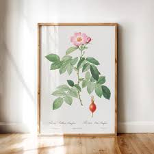 Attēlu rezultāti vaicājumam “Rosa villosa fruit”