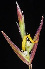 Attēlu rezultāti vaicājumam “Bromopsis inermis leaf”