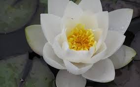 Attēlu rezultāti vaicājumam “Nymphaea candida flower”