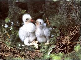 Attēlu rezultāti vaicājumam “Accipiter gentilis nest”